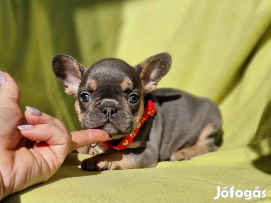 Francia bulldog(jellegű)Blue tan szuka