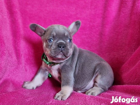 Francia bulldog(jellegű) Lilac tan kan