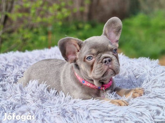 Francia bulldog(jellegű) lilac tan szuka