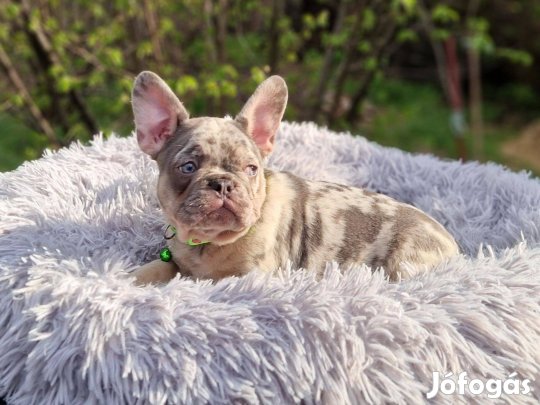 Francia bulldog(jellegű)lilac merle kan