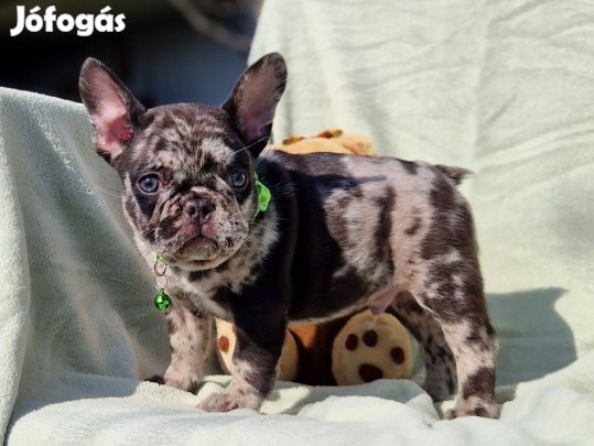 Francia bulldog(jellegű)merle kan