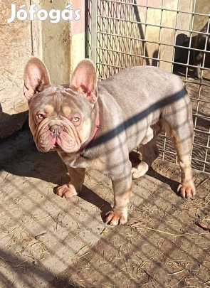 Francia bulldog kan Fedez