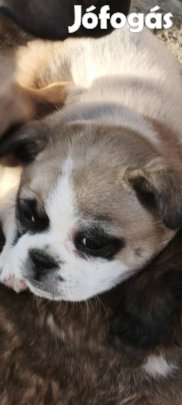 Francia bulldog keverék kiskutya 10hetes ingyenesen elvihető 