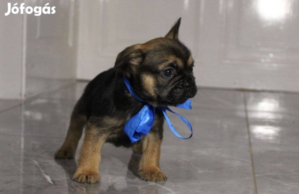 Francia bulldog kiskutyák Dominator Bulls Kennel