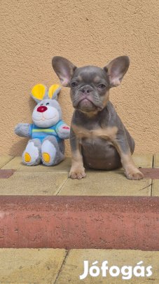 Francia bulldog kiskutyák eladók!