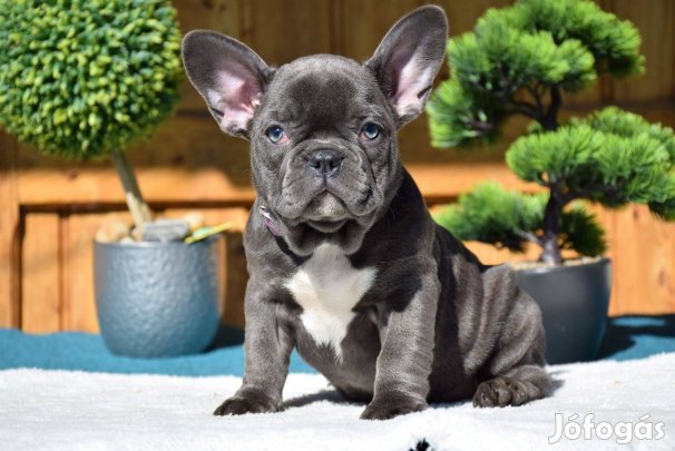 Francia bulldog kislány