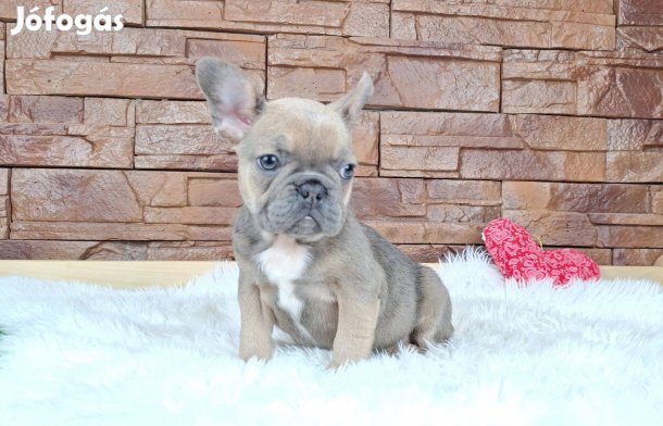 Francia bulldog kislány