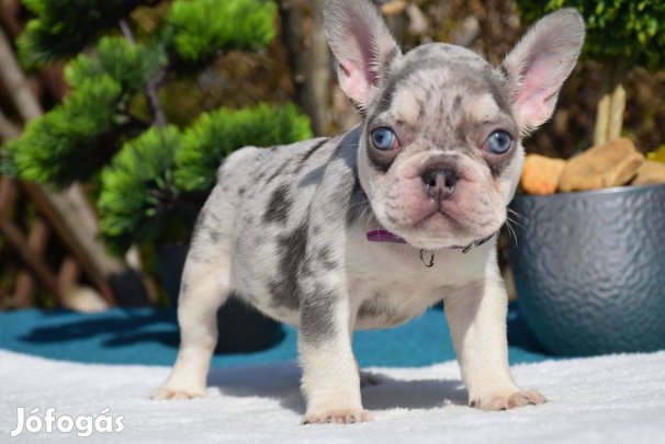 Francia bulldog kislány
