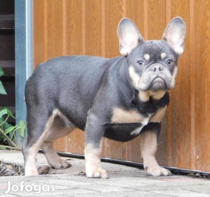 Francia bulldog növendék kanok