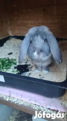 Francia kosorrú bak nyúl 