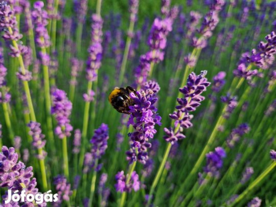 Francia levendula palánta eladó
