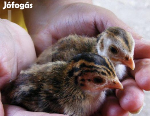 Francia nagytestű gyöngyös, gyöngytyúk csibe, szentes