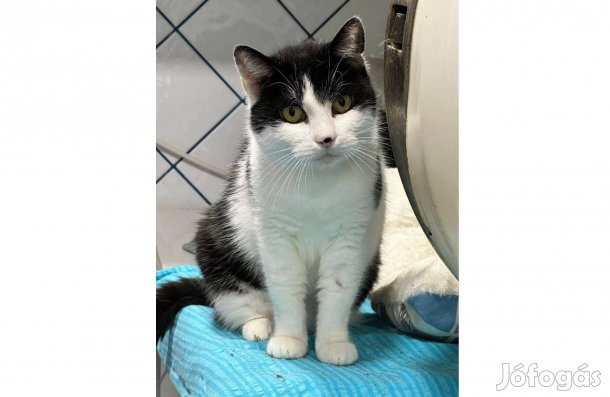 Frida cica örökbefogadó gazdát keres ingyenesen