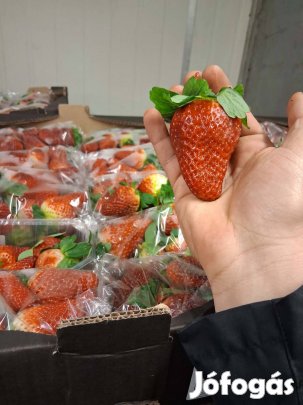 Friss Eper kapható Miskolc-Budapest