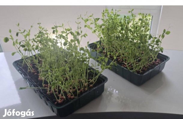 Friss, erős Zöldborsó Palánta eladó