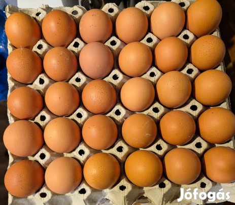 Friss étkezési tojás 