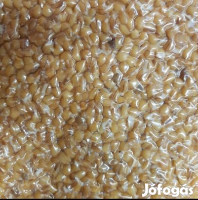 Friss főtt kukorica, búza!