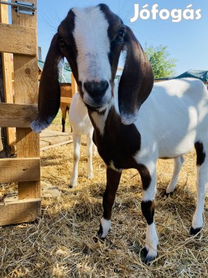 Friss házi kecsketej eladó