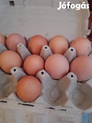 Friss házi tojás eladó Nyíregyházán 