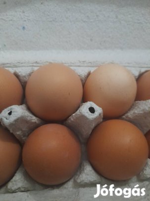 Friss házi tojás eladó Nyíregyházán ju
