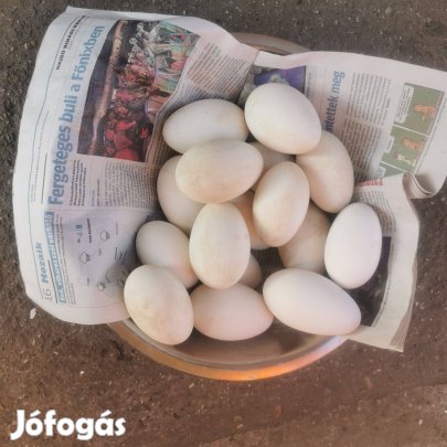 Friss libatojás, termékenyek