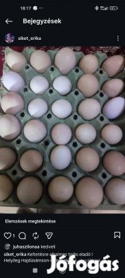 Friss tojás eladó