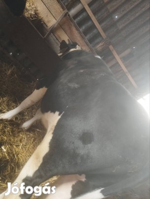 Fritz bika eladó 