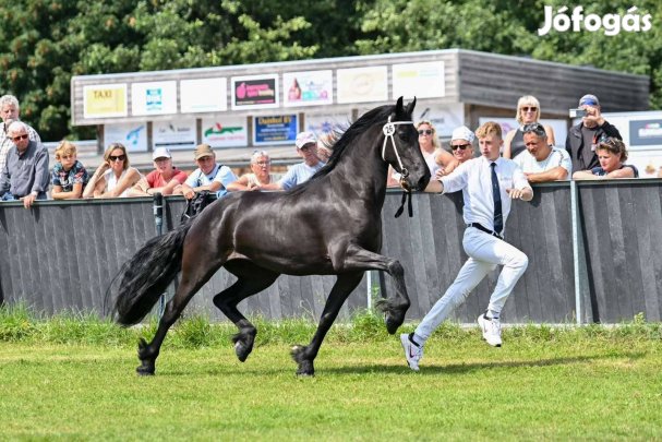 Fríz Holland import vemhes kanca eladó!