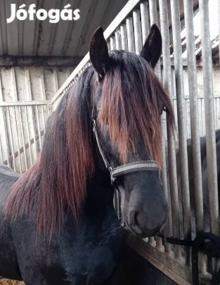 Fríz csődör eladó