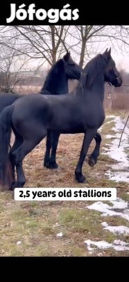 Fríz csődörök párban holland