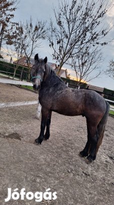 Fríz félvér csikó