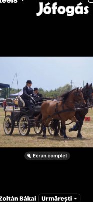 Friz félvér kanca elado