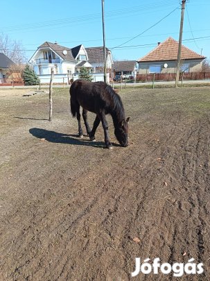 Fríz kanca csikók költöznének! 