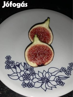 Füge Néró csemete mézédes citrom izű 1db