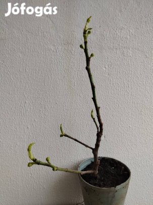 Füge bokrok mézédes kétszertermő Sugano fajta eladó