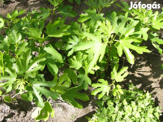 Füge csemete50-150cm saját kiásási lehetőséggel helyhiány miatt eladó
