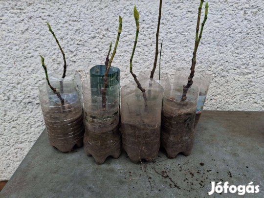 Füge csemete   11db