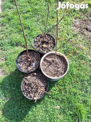 Füge csemete eladó 2500 Ft-tól