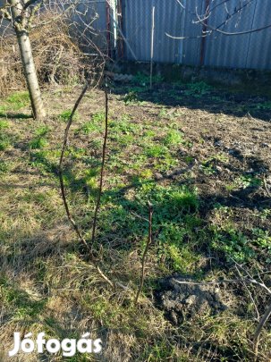 Füge fa eladó