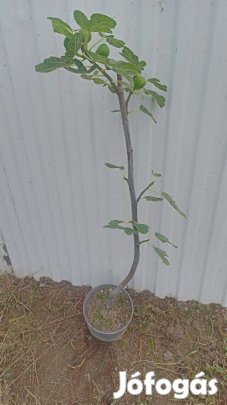 Füge termő eladó
