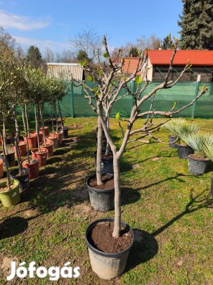 Fügefa - Ficus Carica