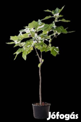 Fügefa csemete 100-120 cm-es