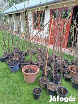 Fügefa eladó