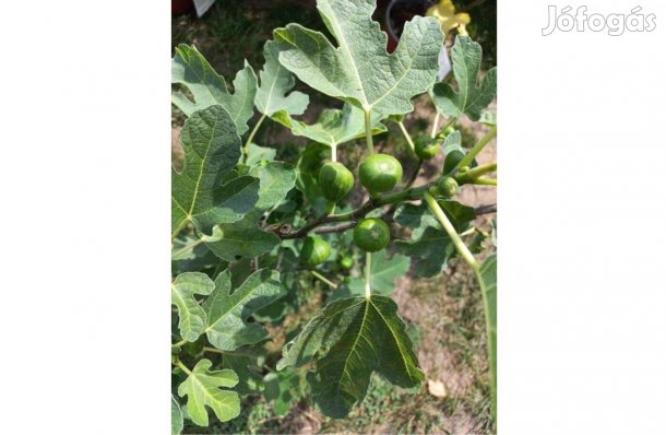 Fügefa füge csemete bokor gyümölcsfa