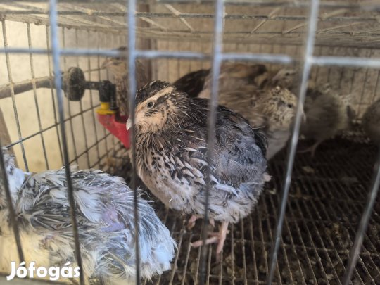 Fürj, idősebb tojó, kakas, tojas, vagnivaló