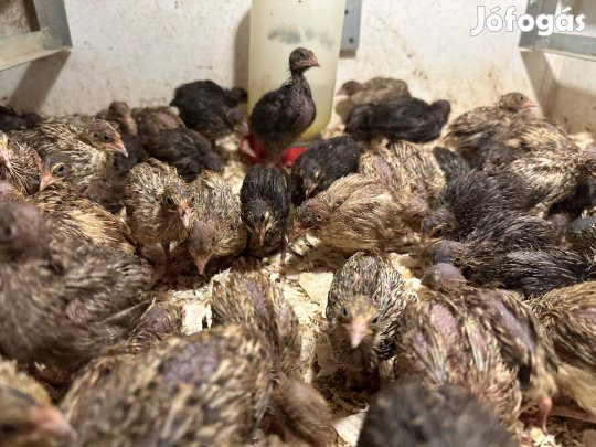 Fürj csibék eladók Gárdonyban