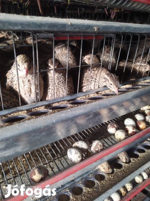 Fürj eladó tojó és kakas