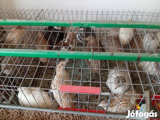 Fürj kakas több színben 