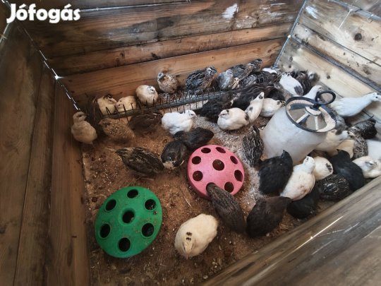 Fürj kakasok eladóak!