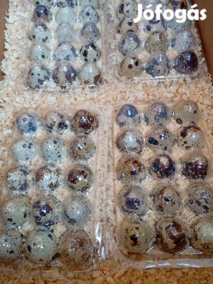 Fürj keltetni való tojás